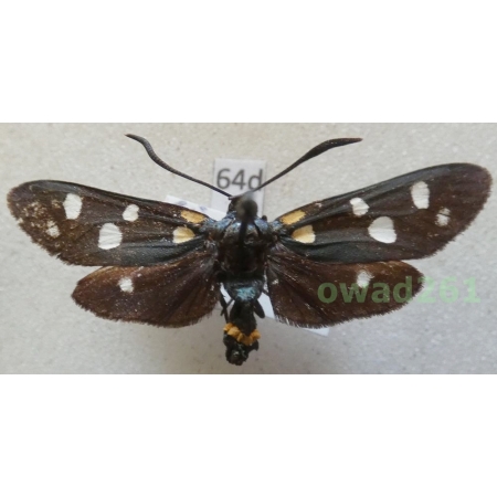 Zygaena ephialtes coronillae (Denis & Schiffermüller, 1775) Slovenia64d